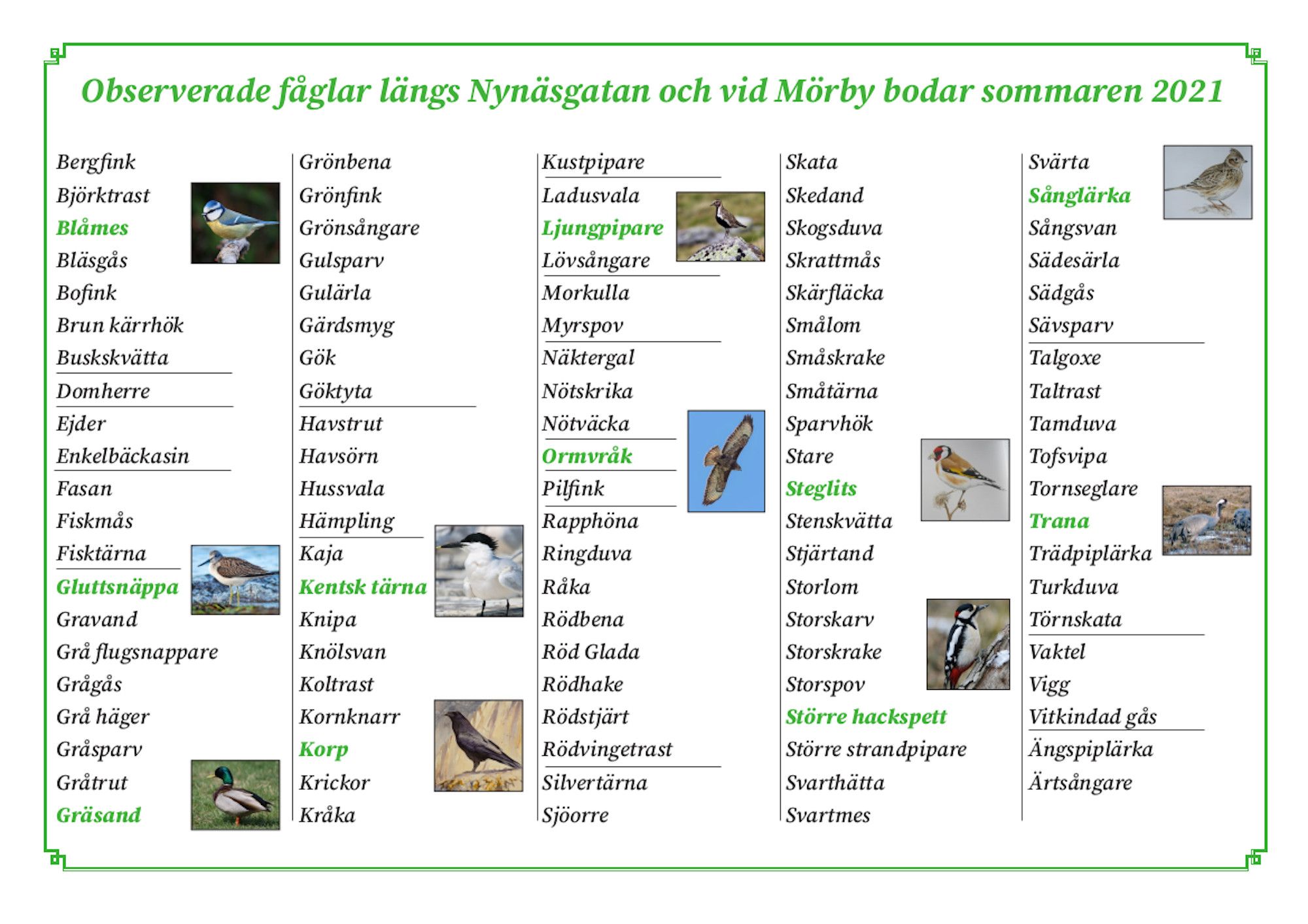 Lista på fåglar skådade i Löt under 2021